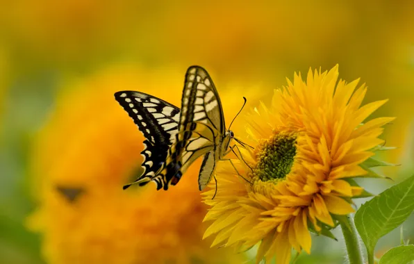 Flower, nature, butterfly, paint, wings, petals, swallowtail