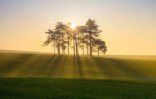 Picture field, light, trees