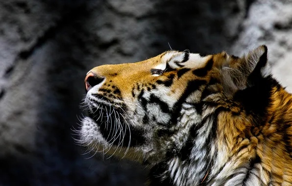 Face, tiger, predator, wild cat