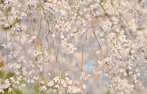 Branches, cherry, spring, Sakura