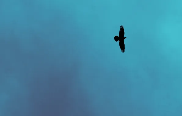 Picture the sky, nature, background, bird, minimalism, Raven