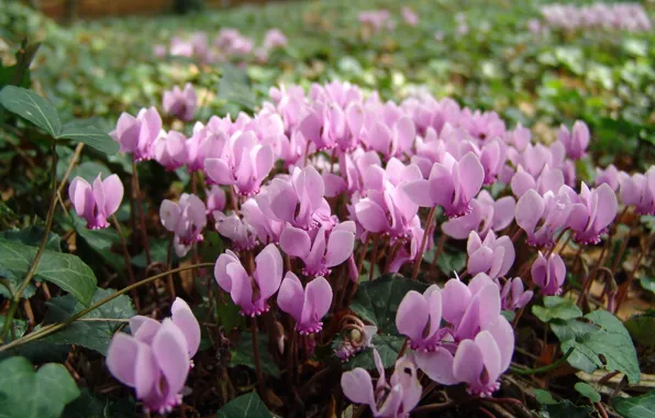 Flower, summer, pink, glade, flowerbed, cyclamen