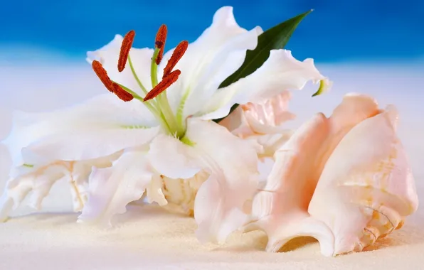 Picture sea, Lily, Flowers, shell