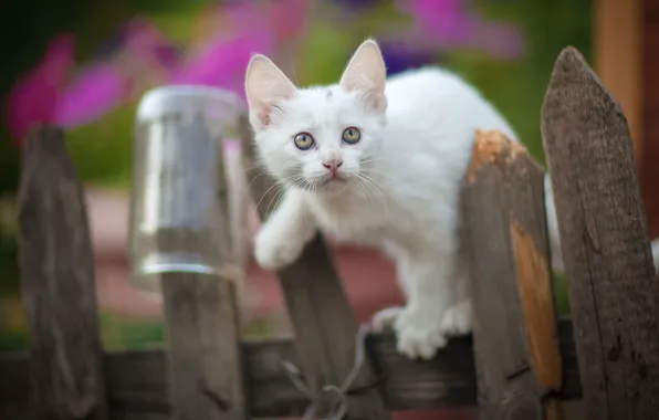 Picture nature, animal, the fence, Bank, cub, kitty, Yuriy Korotun