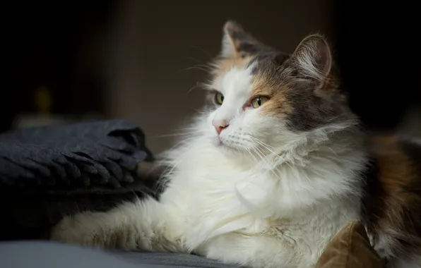 Cat, cat, look, face, pose, the dark background, fluffy, fabric