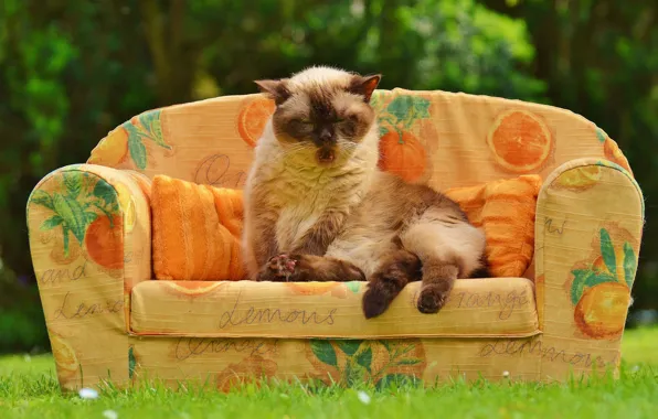 Greens, cat, summer, grass, cat, pose, heat, sofa