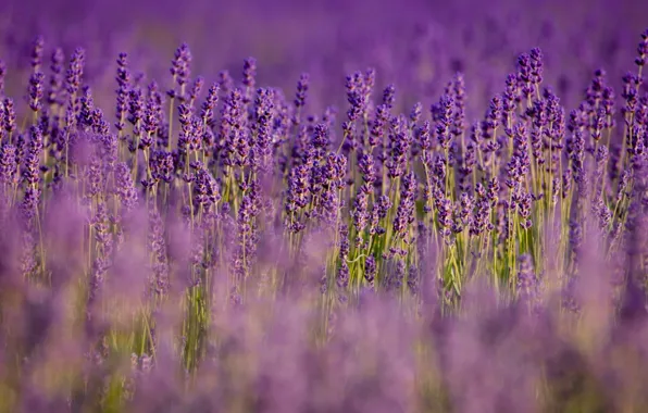 Field, flowers, nature, blur, purple, lavender, lilac