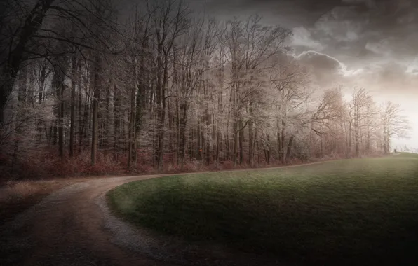 Picture road, forest, fog