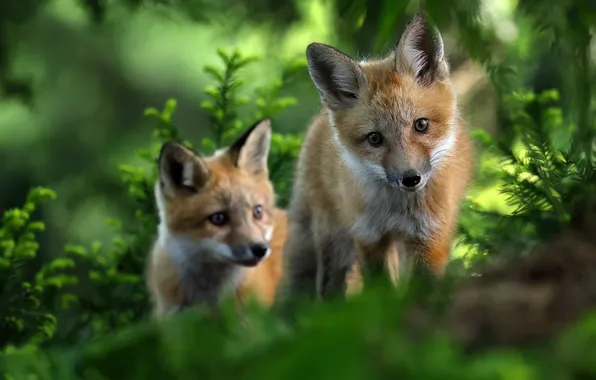 Forest, leaves, Fox, a couple, cubs