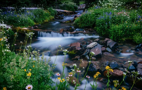 Flowers, stream, stones, Washington, Washington, Mount Rainier National Park, Mount Rainier, Melody Creek