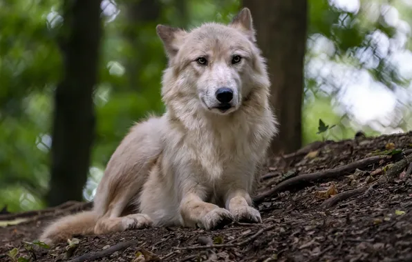 Nature, snow, predator, face, animal, wolf, wolves, wildlife