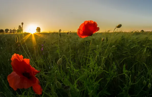 Picture field, the sky, grass, the sun, rays, sunset, flowers, Maki
