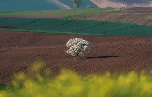Field, beauty, horizon, space, lonely tree, Moravia, Shimakovsky Yuri, flowering tree