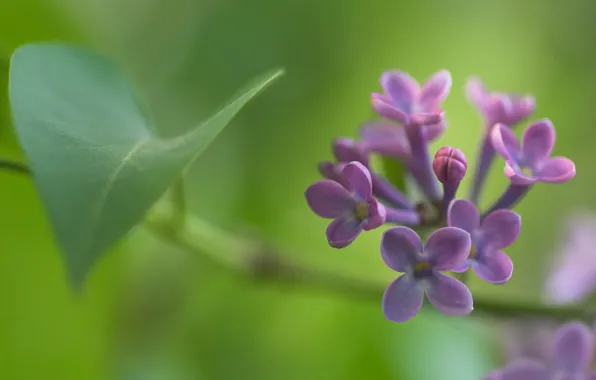 Macro, flowers, sheet, sprig, focus, branch, spring, blur