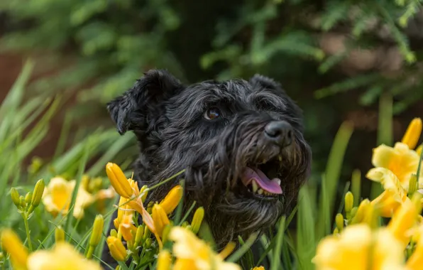Face, flowers, Lily, dog