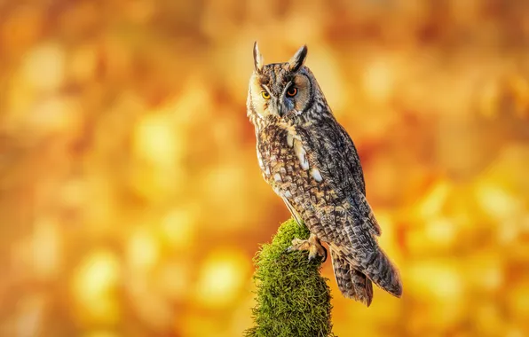 Look, nature, pose, owl, bird, orange background, bokeh, long-eared owl