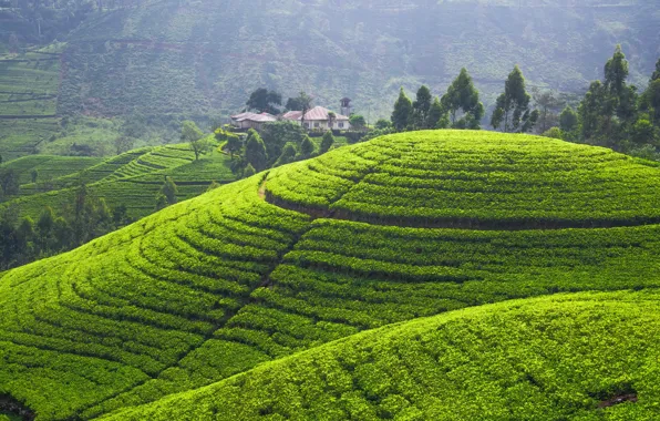 Picture greens, hills, field, panorama, plantation, tea plantation