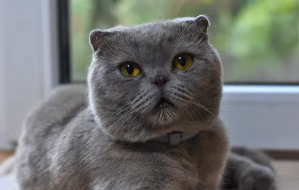 Animals, cat, grey cat
