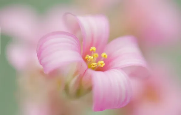 Flowers, nature, plant, petals