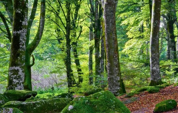 Forest, leaves, trees, stones, moss, the bushes