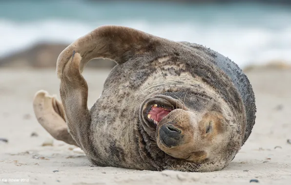 Picture BEACH, MOUTH, FACE, Bald spots, SEAL