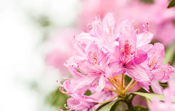 Picture macro, flowers, nature, pink, tenderness, petals, blur, romance