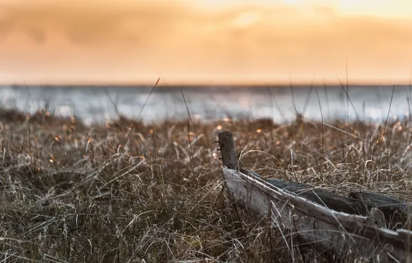 Grass, light, boat