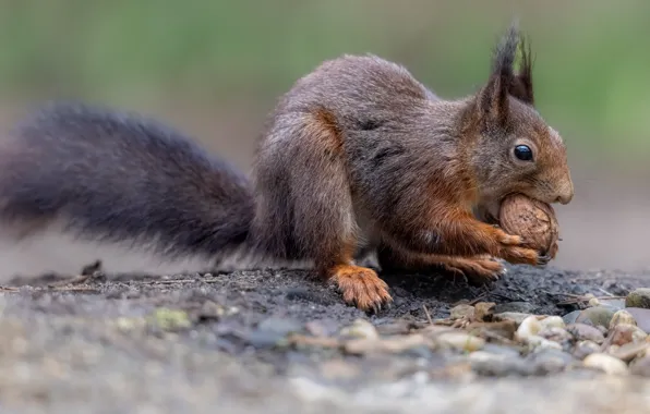 Pose, walnut, protein, meal