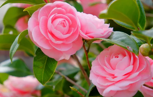 Picture petals, pink, Camellia