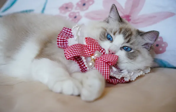 Cat, pose, bed, lies, blue eyes, kitty, bow, collar