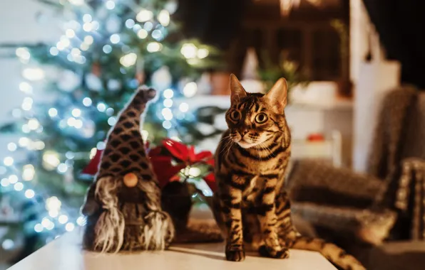 Cat, cat, lights, table, toy, Christmas, New year, tree