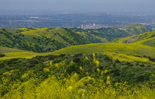 Greens, summer, flowers, mountains, the city, hills, view, field