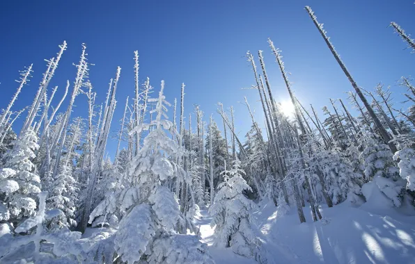 Picture winter, the sky, the sun, rays, snow, trees, spruce