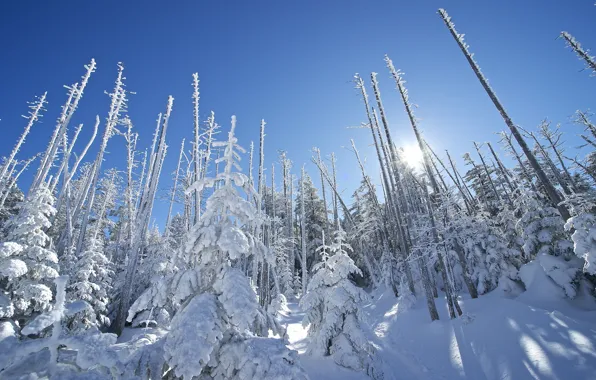 Winter, the sky, the sun, rays, snow, trees, spruce