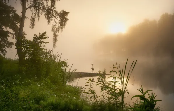 Summer, grass, landscape, nature, fog, lake, tree, dawn