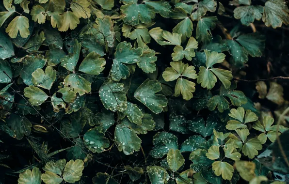 Nature, Drops, Color, Leaves, Plant, Green, Plants, Nature