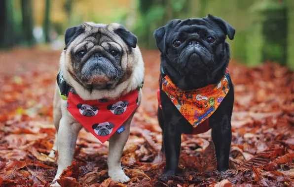 Autumn, dogs, nature, dog, pair, pug, shawl, pugs