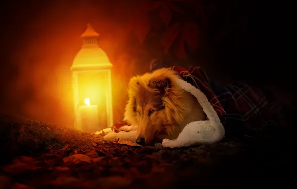 Look, light, nature, pose, dog, lantern, face, collie