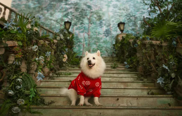 Look, pose, clothing, dog, costume, outfit, image, face