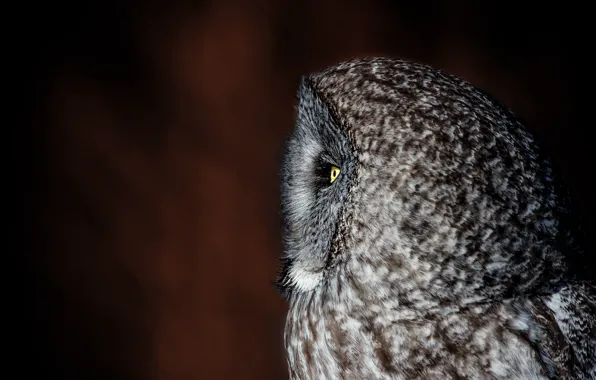 Background, owl, profile