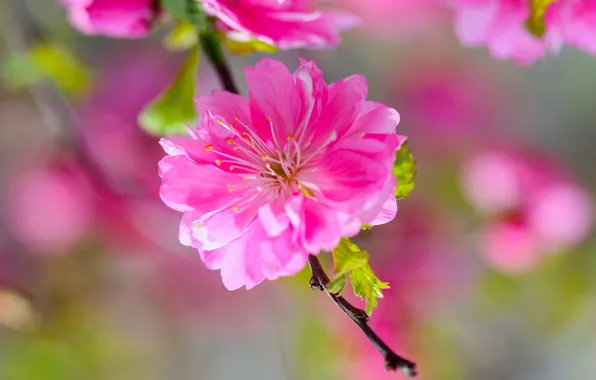 Flower, leaves, macro, light, bright, cherry, pink, branch