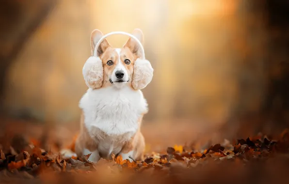 Autumn, look, background, dog, headphones, bokeh, fallen leaves, Welsh Corgi
