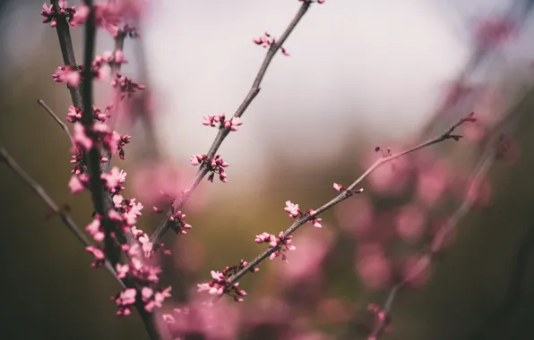 Picture flowers, branch, petals