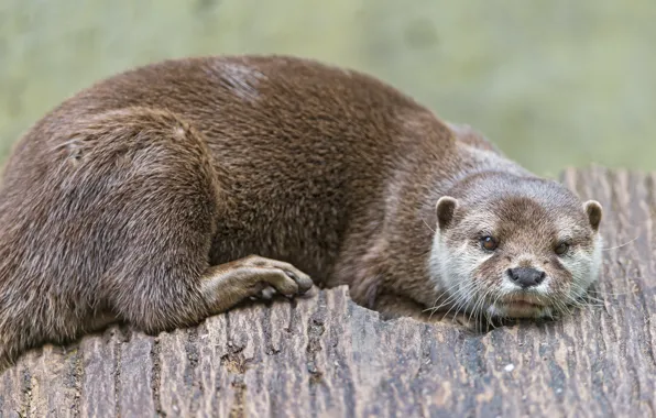 Look, animal, otter