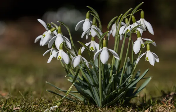 Picture spring, snowdrops, Galanthus