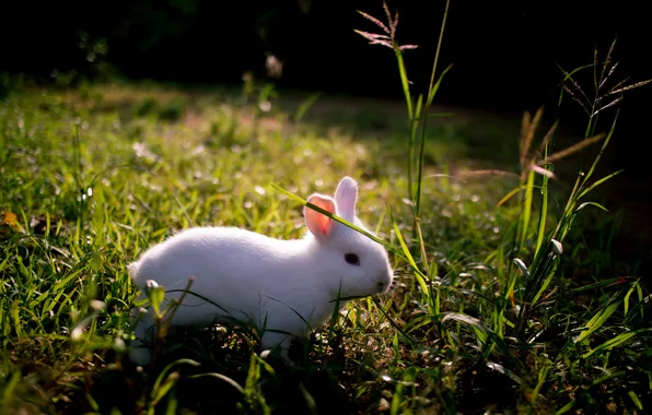 Nature, background, rabbit
