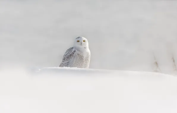 Picture winter, snow, bird, white owl