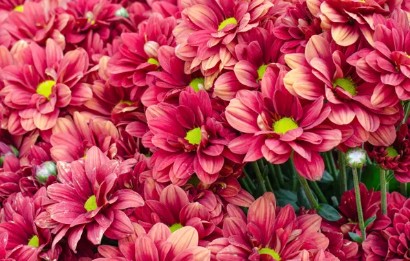 Picture flowers, red, summer, chrysanthemum, flowers, bright