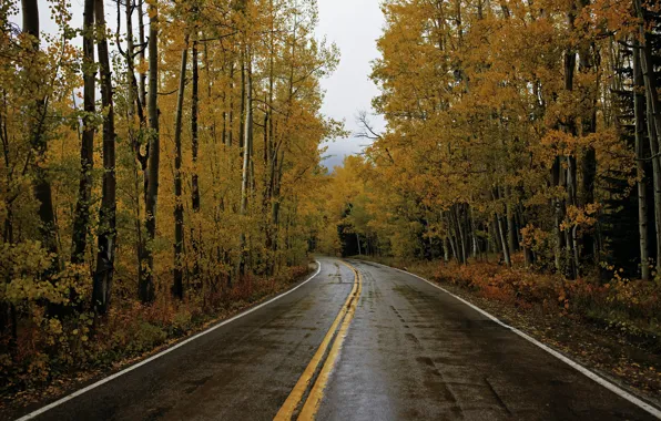 Picture road, autumn, forest
