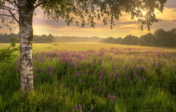 Summer, sunset, flowers, nature, the evening, birch, lupins, Eduard Gordeev